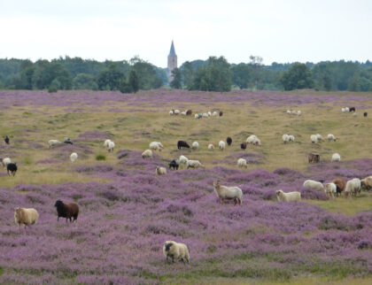 Balloerveld assen buitengebied